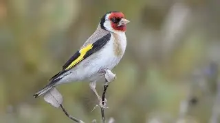 Goldfinch Song