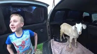 НЕ БЫЛО ПЕЧАЛИ, КУПИЛА БАБА ПОРОСЯ. Пополнение в хозяйстве. ВЛОГ 5