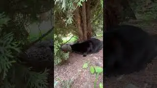 Не опять,а снова🫣😨птичку жалко красивая