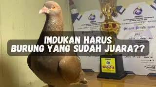 TIPS BREEDING : APAKAH HARUS PAKAI BURUNG JUARA AGAR ANAKNYA BAGUS?
