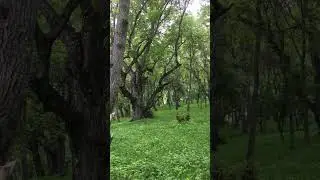 Арсланбоб ореховый лес #shorts