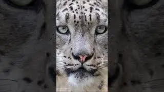 Big Cat Reference Photos for artists 