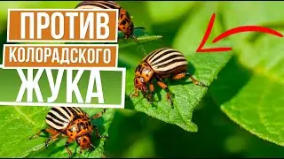 Как избавиться от колорадского жука  ☘