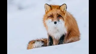 Хитрый Лис | Документальный Фильм