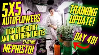 5x5 LST Training Update! ILGM Blueberry & Northern Lights!