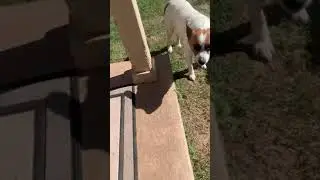 My dog’s tricks    Finally showed them