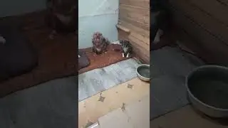 Три друга живут вместе    