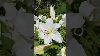 Два сорта махровых лилий ОТ-гибридов White eyes и Exotic sun.