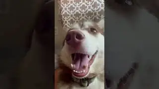 Call the PAWlice!!!