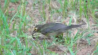 Spectacled Thrush (Turdus nudigenis nudigenis) foraging, French Guiana