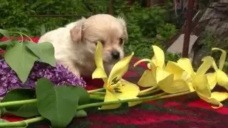 Чихуахуа длинношерстный кремовый