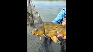 Katta baliq ovi @baliqchilik #baliqovi #sazanovi #carpfishing #fishing #laqqa  #ilonbaliq #shorts