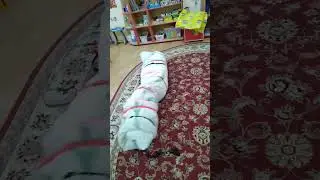 Wrapped & Tied In Blankets 😌 Blanket Satisfaction 😌