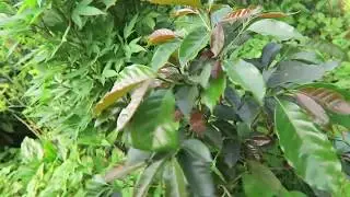 AMAZING CANNABIS & COCOA GARDEN IN COLUMBIA!