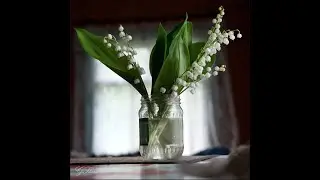 Ландыши в лесу.  Динамика цветения.  #liliesofthevalley#ландыши#пениептиц #звукиприроды #релакс