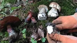 КОРЗИНА БЕЛЫХ ГРИБОВ? ЛЕГКО!!!
