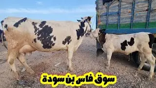 سوق أحد فاس بن سودة لبقرات حليب وعجول كسابيين وكزاريين 2024/09/08