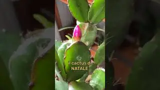 CACTUS DI NATALE : LA NATALINA 🎄🌵 #piante #giardinaggio #giardino