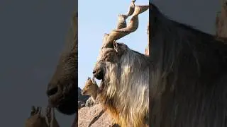 САМЫЙ НЕОБЫЧНЫЙ КОЗЕЛ