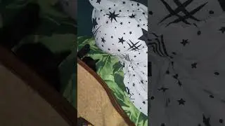 Кошечка, а мне где теперь спать?