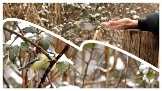 The tale of the brave little blue tit - narrated