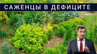 Мебель в ипотеку? / Крымское вино на экспорт / В России дефицит саженцев