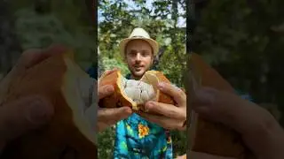 كيف تصنع الشوكولا 🍫😍 في جبال الدومينيكان