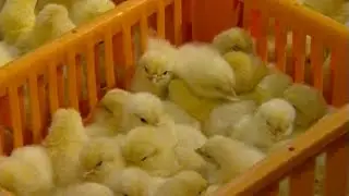 Vergasung Küken