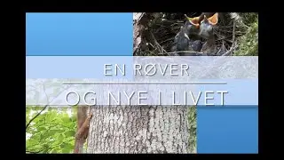Svarttrost og nye unger i redet