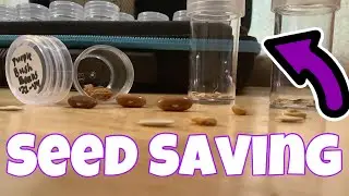 Saving/Sorting Seeds from the Garden