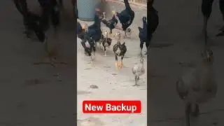 new poultry backup