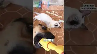¿ #sabiasque ? 😿🤝🐕 #triste  #mascotas #shorts