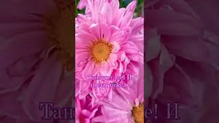 Цветы августа...🌸🌺🌻🌹🌷🌼💐 #приколы2024 #танец #лето2024 #лето #август #shorts #актуальное #цветы