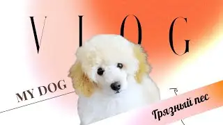 Грязный пёс! Первый раз мою щенка! Щенок той пудель Фанта 3 месяца!#тойпудель #щенок #toypoodle