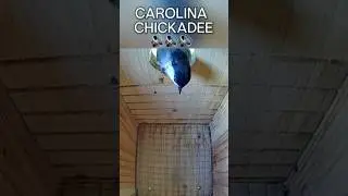 A new bird at our birdhouse 😮🤗 #carolina #chickadee #bluebirds #birdhouse #birdbox #nature #birds