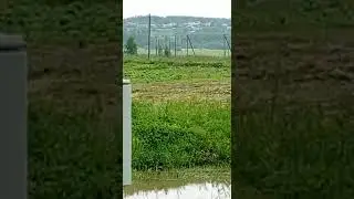 Ушастое семейство