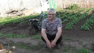 Огородные дела и не только