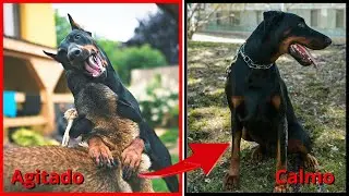 TOP!! Maneiras de Acalmar o seu cachorro!!