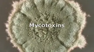 Mycotoxins and Mold by IndoorDoctor