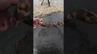 12 Hour Hunting Mud Crabs