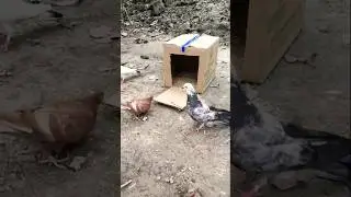 Pigeon trap cardboard box -- pigeon trap easy homemade🕊