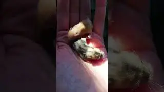 hamster #pets #viral #animals #funny 🐹