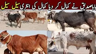 5خوبصورت چولستانی ساہیوال جھوک قاسیم کے ریوڑ کا مال باباصدیق نے کمال کردیا دھماکے دار انٹری 14,لیٹر