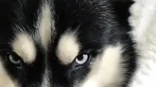 Адриано Челентано озвучка Маша и Космос хаски прикол хаски видео тик ток тренды
