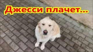 Джесси плачет...