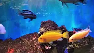 Сichlid Aquarium 250 L COPPENS SPIRULINA GRANULATE - корм.