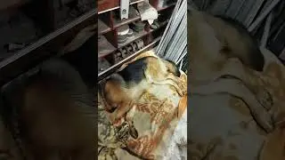 Дідові "кольоса"