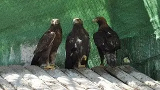 Águila Real Aquila Chrysaetos