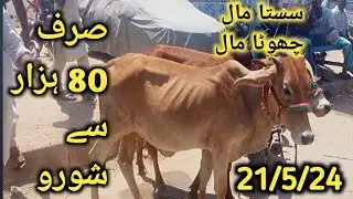 Ab 80K Me Bhi Qurbani Ka Janwar! | Latest Cattle Rate Updates from Cow Mandi Karachi |