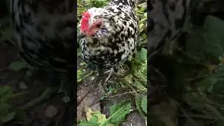 🐔 